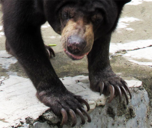 The Unlucky Bears in Medan Zoo Waiting for Improved Enclosure (September 29, 016)